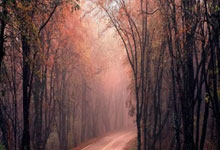 杜绝NBA摆烂现象，資(zī)深记者建議(yì)严惩摆烂球队老板